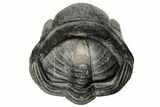 Multi-Toned, Enrolled Drotops Trilobite - About Around #190483-3